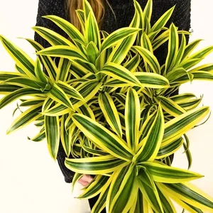 4 Golden-Leafed Plants to Attract Wealth and Prosperity to Your Home - image 0