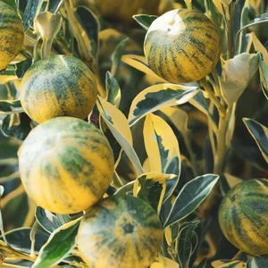 4 Golden-Leafed Plants to Attract Wealth and Prosperity to Your Home - image 4