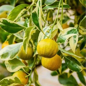 4 Golden-Leafed Plants to Attract Wealth and Prosperity to Your Home - image 5
