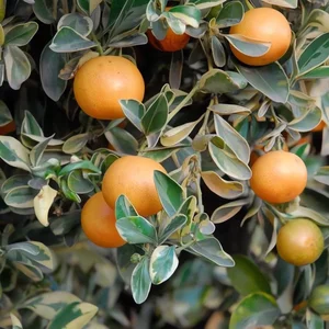4 Golden-Leafed Plants to Attract Wealth and Prosperity to Your Home - image 1