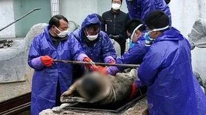 The Mystery of the 700-Year-Old Mummy: A Perfectly Preserved Discovery - image 1