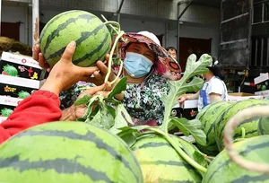 The Unique Art of Watermelon Inspection: A High-Earning Profession in Agriculture - image 1