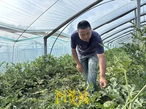 The Unique Art of Watermelon Inspection: A High-Earning Profession in Agriculture - image 5