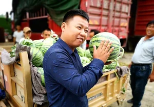 The Unique Art of Watermelon Inspection: A High-Earning Profession in Agriculture - image 3
