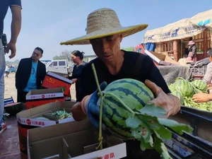 The Unique Art of Watermelon Inspection: A High-Earning Profession in Agriculture - image 6