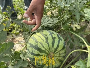 The Unique Art of Watermelon Inspection: A High-Earning Profession in Agriculture - image 8