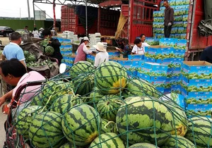 The Unique Art of Watermelon Inspection: A High-Earning Profession in Agriculture - image 2