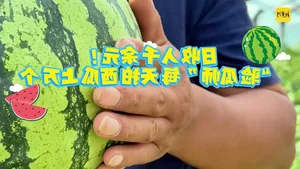 The Unique Art of Watermelon Inspection: A High-Earning Profession in Agriculture - image 4