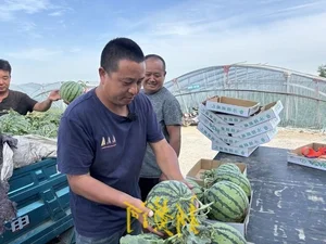 The Unique Art of Watermelon Inspection: A High-Earning Profession in Agriculture - image 0