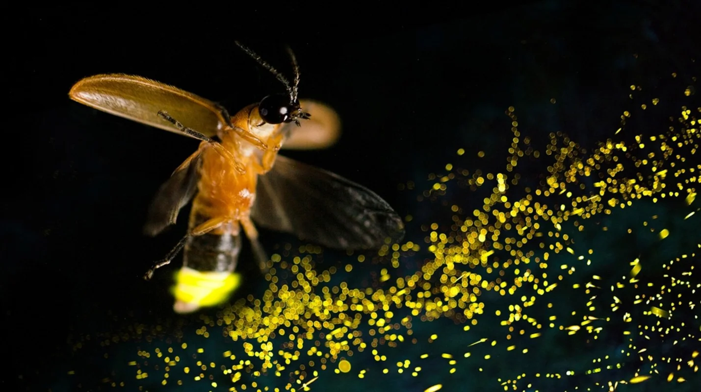 Nature’s Master Puppeteers: How Certain Spider Species Use Decoys to Lure Prey and Evade Predators