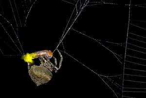 Nature’s Master Puppeteers: How Certain Spider Species Use Decoys to Lure Prey and Evade Predators - image 7