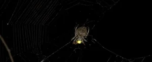 Nature’s Master Puppeteers: How Certain Spider Species Use Decoys to Lure Prey and Evade Predators - image 1