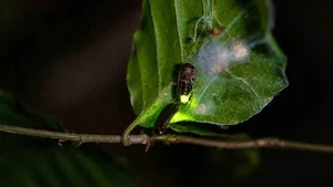 Nature’s Master Puppeteers: How Certain Spider Species Use Decoys to Lure Prey and Evade Predators - image 9