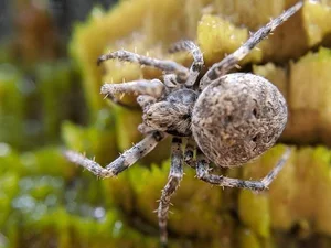 Nature’s Master Puppeteers: How Certain Spider Species Use Decoys to Lure Prey and Evade Predators - image 8