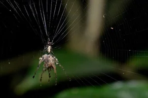 Nature’s Master Puppeteers: How Certain Spider Species Use Decoys to Lure Prey and Evade Predators - image 3