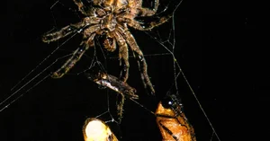 Nature’s Master Puppeteers: How Certain Spider Species Use Decoys to Lure Prey and Evade Predators - image 5
