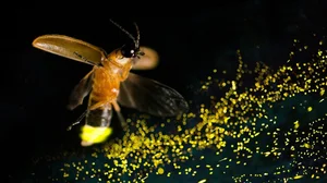 Nature’s Master Puppeteers: How Certain Spider Species Use Decoys to Lure Prey and Evade Predators - image 0