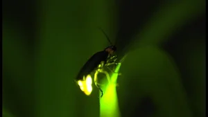 Nature’s Master Puppeteers: How Certain Spider Species Use Decoys to Lure Prey and Evade Predators - image 2