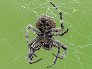 Nature’s Master Puppeteers: How Certain Spider Species Use Decoys to Lure Prey and Evade Predators - image 6