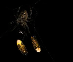 Nature’s Master Puppeteers: How Certain Spider Species Use Decoys to Lure Prey and Evade Predators - image 4