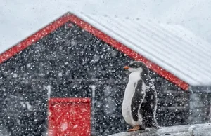 Life at the Edge: Working in a Museum at the South Pole - image 2