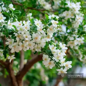 Auspicious Ornamental Plant for Peace & Prosperity Favored by the Wealthy - image 12