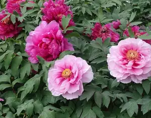 Auspicious Ornamental Plant for Peace & Prosperity Favored by the Wealthy - image 5