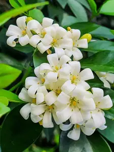 Auspicious Ornamental Plant for Peace & Prosperity Favored by the Wealthy - image 2