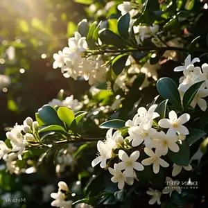 Auspicious Ornamental Plant for Peace & Prosperity Favored by the Wealthy - image 4