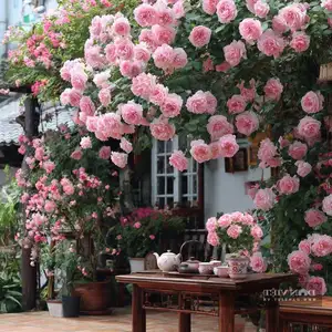 Auspicious Ornamental Plant for Peace & Prosperity Favored by the Wealthy - image 9