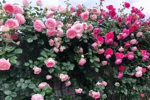 Auspicious Ornamental Plant for Peace & Prosperity Favored by the Wealthy - image 0