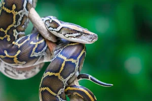 Shocking Wildlife Encounter: Travelers Stopped by a Massive Creature on the Road - image 3