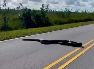 Shocking Wildlife Encounter: Travelers Stopped by a Massive Creature on the Road - image 4