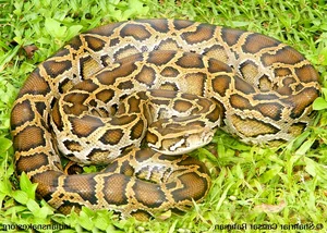 Shocking Wildlife Encounter: Travelers Stopped by a Massive Creature on the Road - image 5