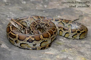 Shocking Wildlife Encounter: Travelers Stopped by a Massive Creature on the Road - image 0