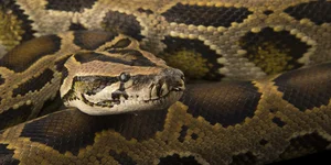 Shocking Wildlife Encounter: Travelers Stopped by a Massive Creature on the Road - image 7