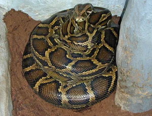 Shocking Wildlife Encounter: Travelers Stopped by a Massive Creature on the Road - image 1