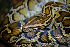 Shocking Wildlife Encounter: Travelers Stopped by a Massive Creature on the Road - image 2
