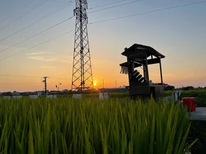 Escape to Nature: The Unique Rice Field Cafe in Thai Binh - image 11