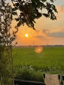Escape to Nature: The Unique Rice Field Cafe in Thai Binh - image 1