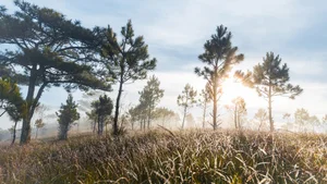 Chasing the Mist: The Best Hills in Da Lat for Early Morning Photography - image 1