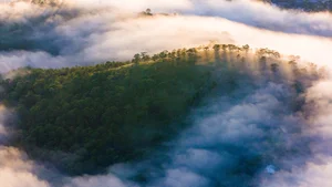 Chasing the Mist: The Best Hills in Da Lat for Early Morning Photography - image 9