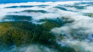 Chasing the Mist: The Best Hills in Da Lat for Early Morning Photography - image 6