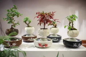 The Magic of Air Bonsai: Stunning Floating Trees That Defy Gravity - image 3