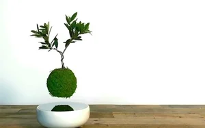 The Magic of Air Bonsai: Stunning Floating Trees That Defy Gravity - image 6