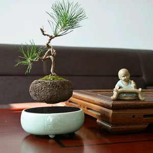 The Magic of Air Bonsai: Stunning Floating Trees That Defy Gravity - image 5