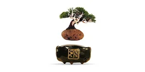 The Magic of Air Bonsai: Stunning Floating Trees That Defy Gravity - image 8
