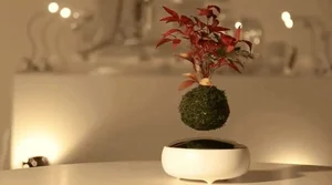 The Magic of Air Bonsai: Stunning Floating Trees That Defy Gravity - image 4