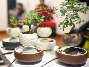 The Magic of Air Bonsai: Stunning Floating Trees That Defy Gravity - image 0