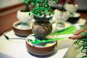 The Magic of Air Bonsai: Stunning Floating Trees That Defy Gravity - image 7